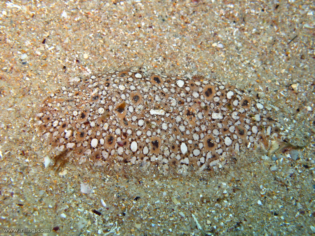 Pardachirus hedleyi